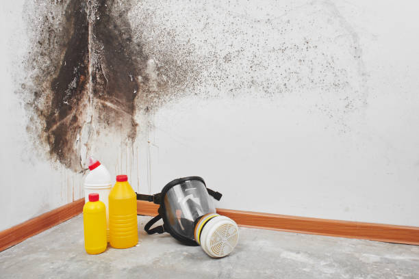 Best Mold Remediation  in Harkers Island, NC