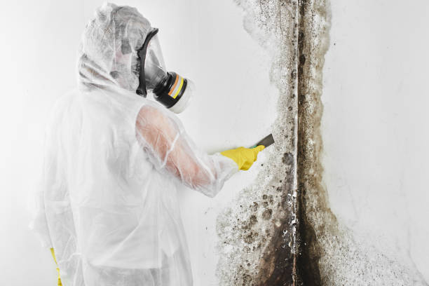 Best Commercial Mold Removal  in Harkers Island, NC