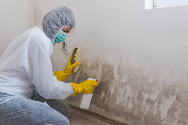 Best Affordable Mold Removal  in Harkers Island, NC