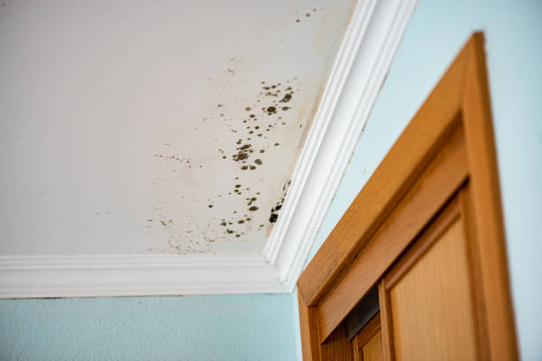 Best Home Mold Removal  in Harkers Island, NC