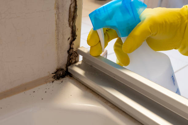 Best Toxic Mold Removal  in Harkers Island, NC