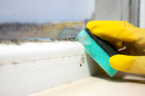 Best Mold Removal Process  in Harkers Island, NC