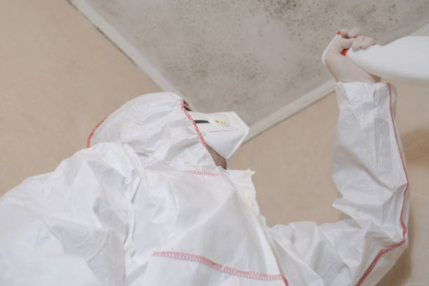 Professional Mold Removal in Harkers Island, NC