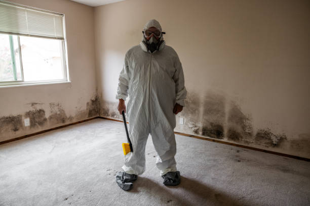 Best Mold Remediation Experts  in Harkers Island, NC