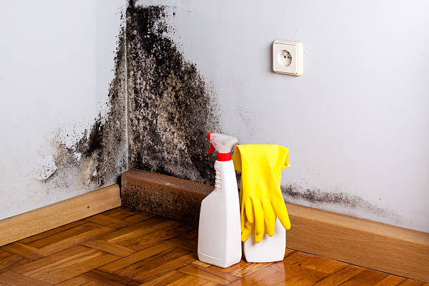 Best Commercial Mold Removal  in Harkers Island, NC