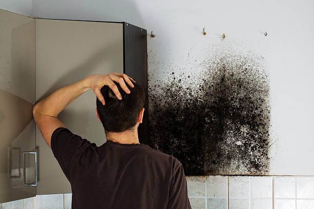 Best Same-Day Mold Removal  in Harkers Island, NC