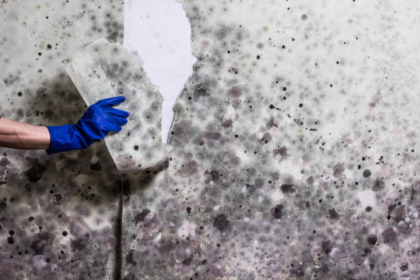 Best Emergency Mold Removal  in Harkers Island, NC