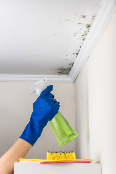 Best Mold Remediation Services  in Harkers Island, NC